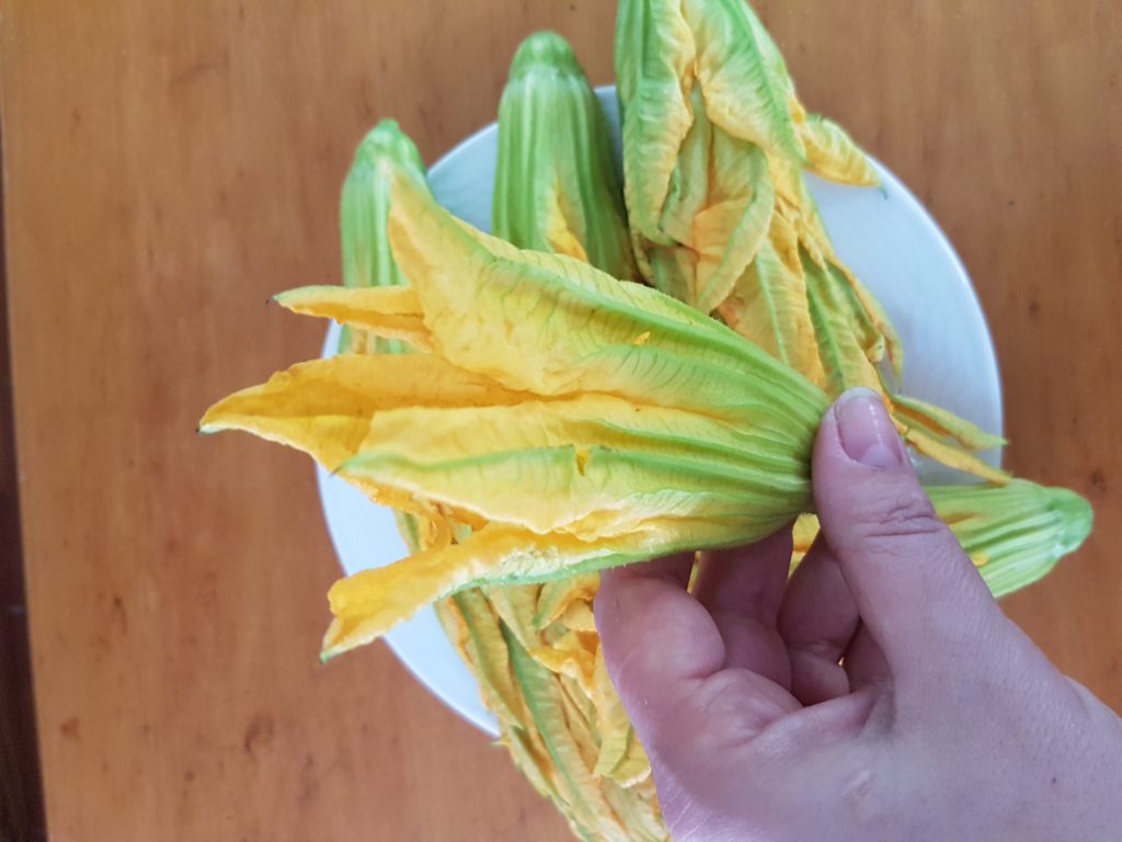 Fleurs de courgette fraîches cueillies du matin, prêtes à farcir