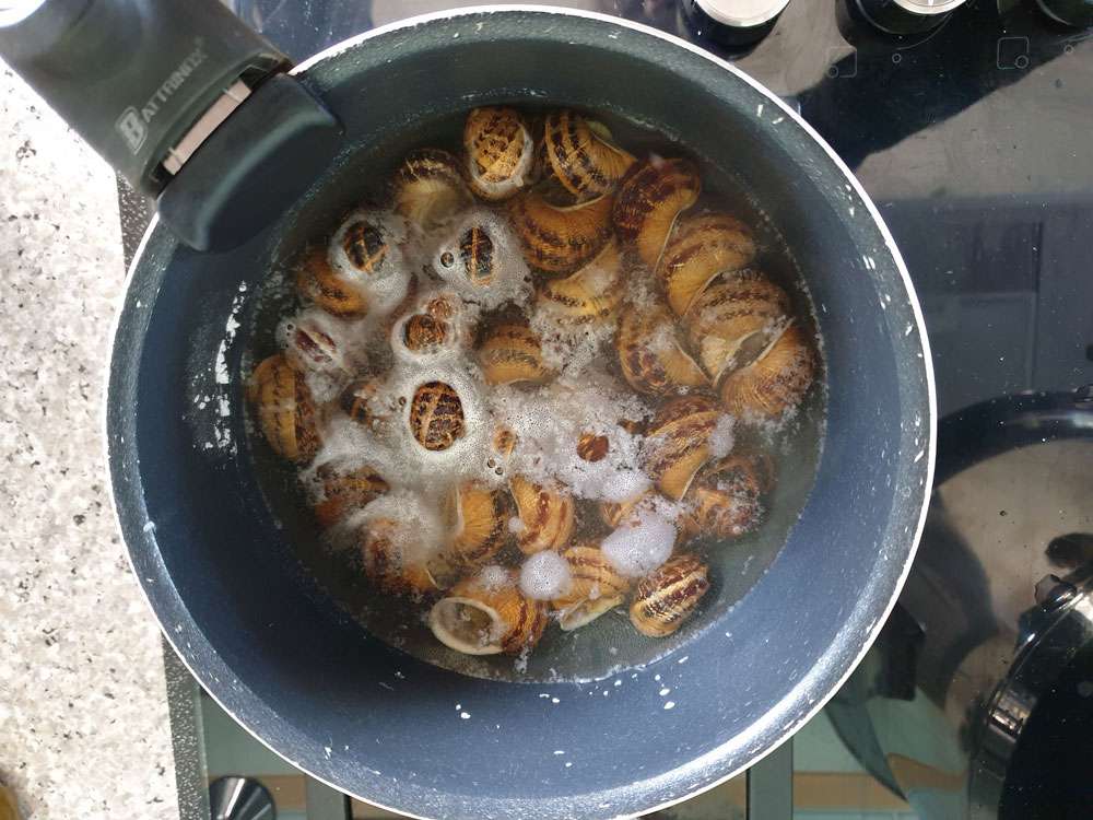 Escargots dans l'eau