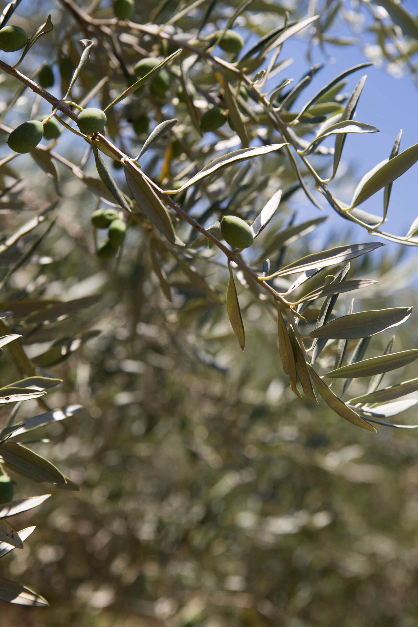 bouteille d'huile d'olive de crete