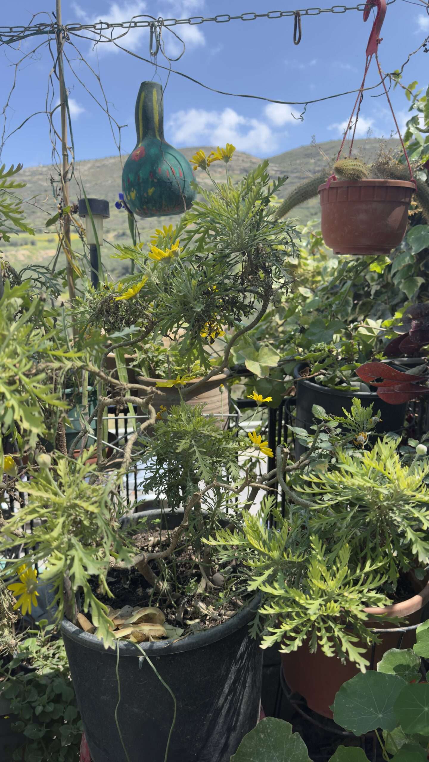 La cuisine de ma grand-mère se faisait à la pif 12 Jardin crétois fleuri avec plantes suspendues