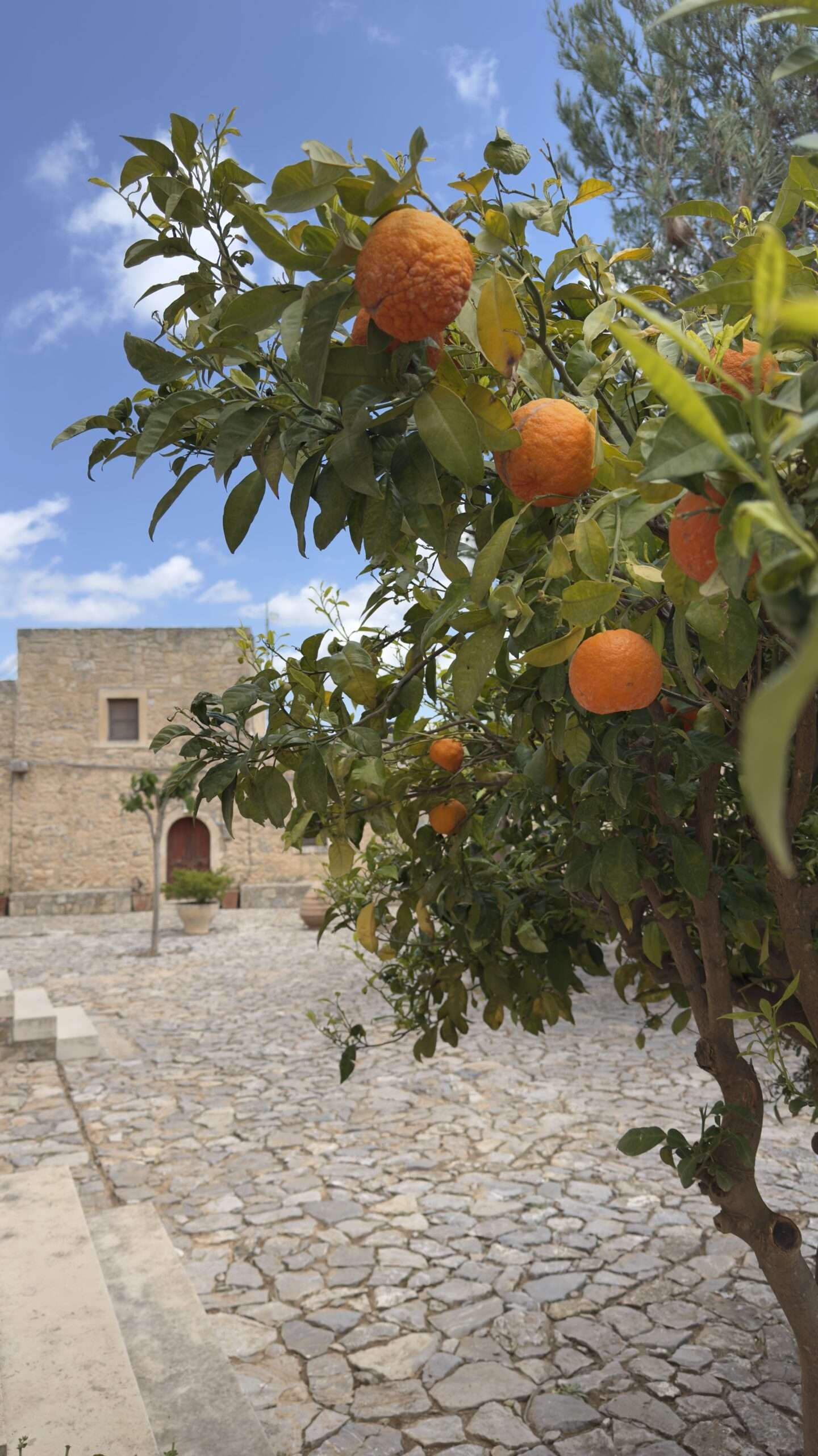 Oranger chargé de fruits devant une bâtisse en pierre en Crète