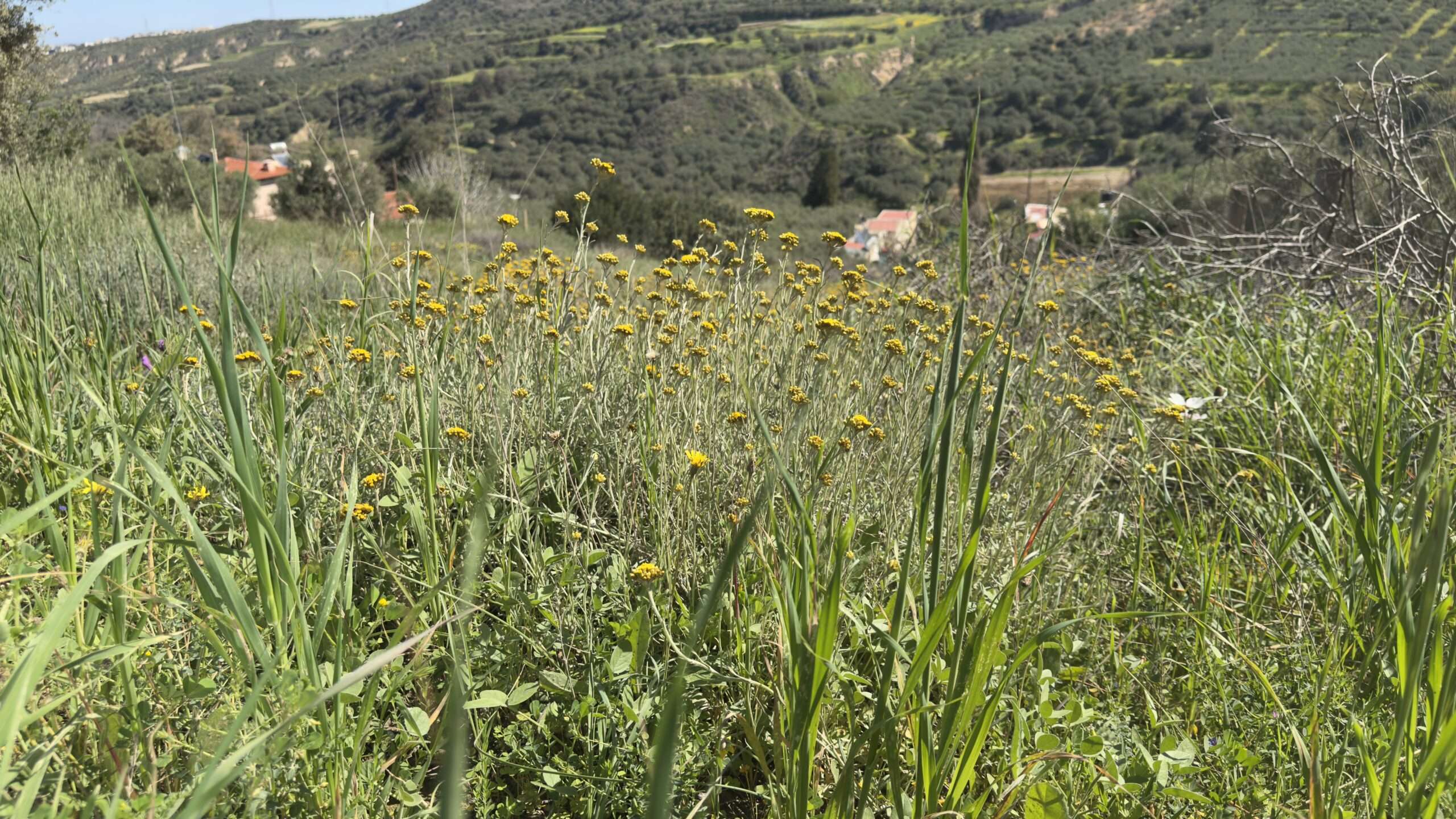La cuisine de ma grand-mère se faisait à la pif 10 Champ de fleurs sauvages et oliviers dans la campagne crétoise
