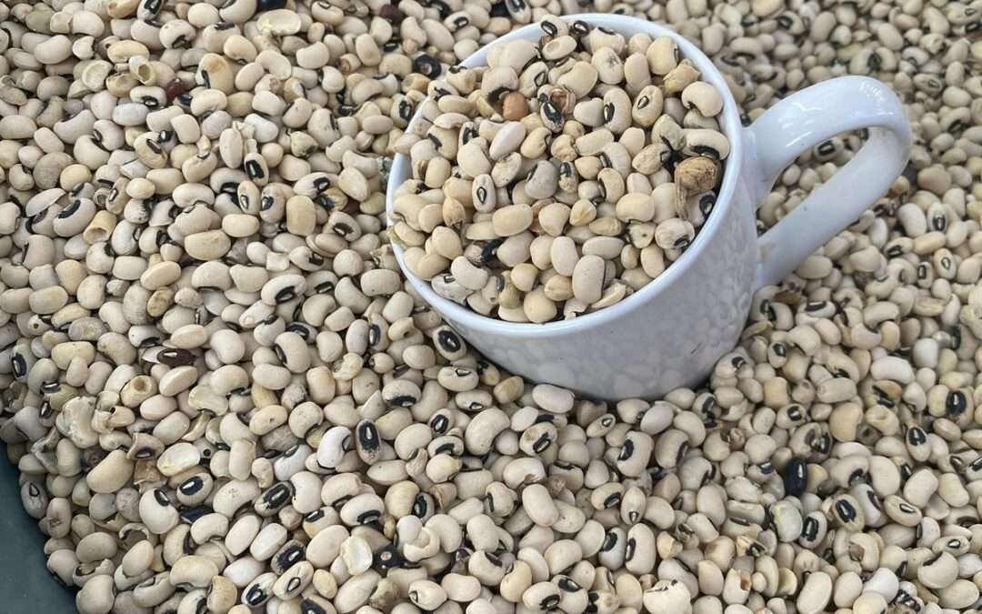Spécial Dossier – Les Haricots Mavromatika