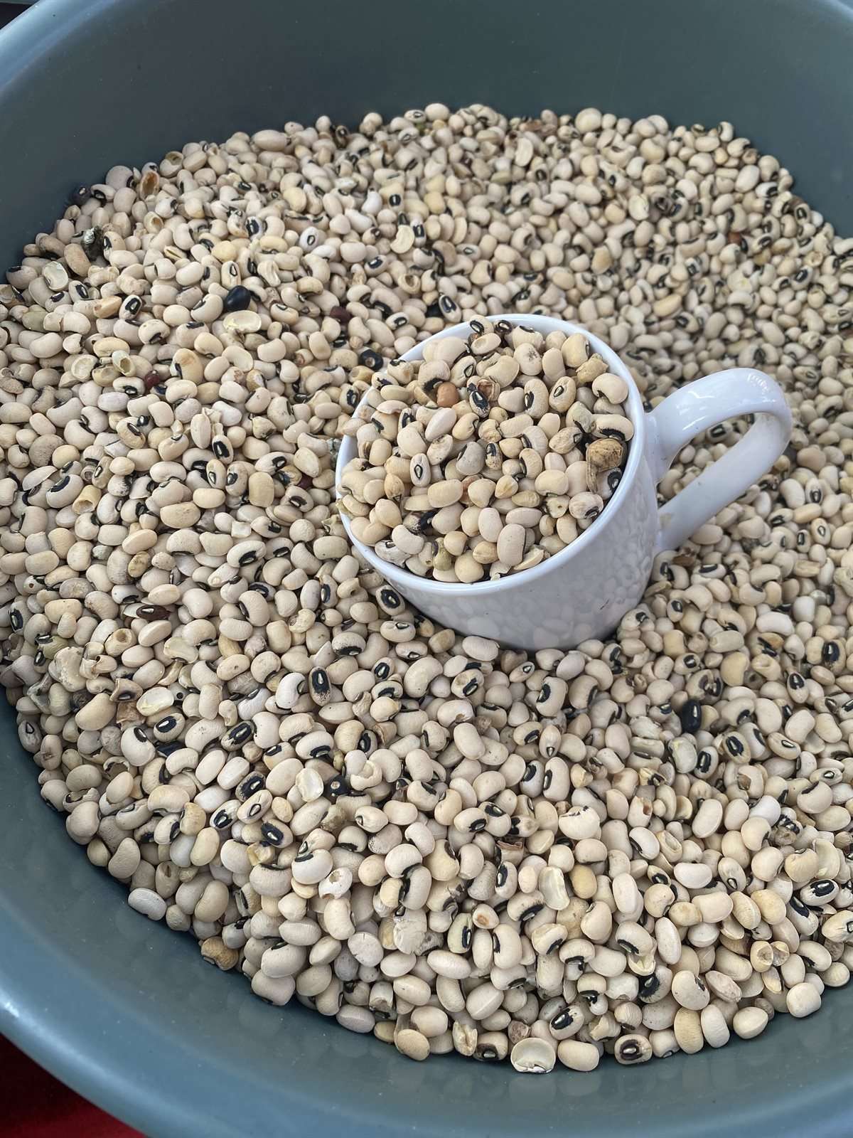 Haricots mavromatika, les haricots grecs aux yeux noirs (cornille)