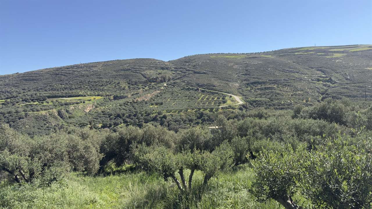 Oliveraies et collines ensoleillées de Crète en plein été
