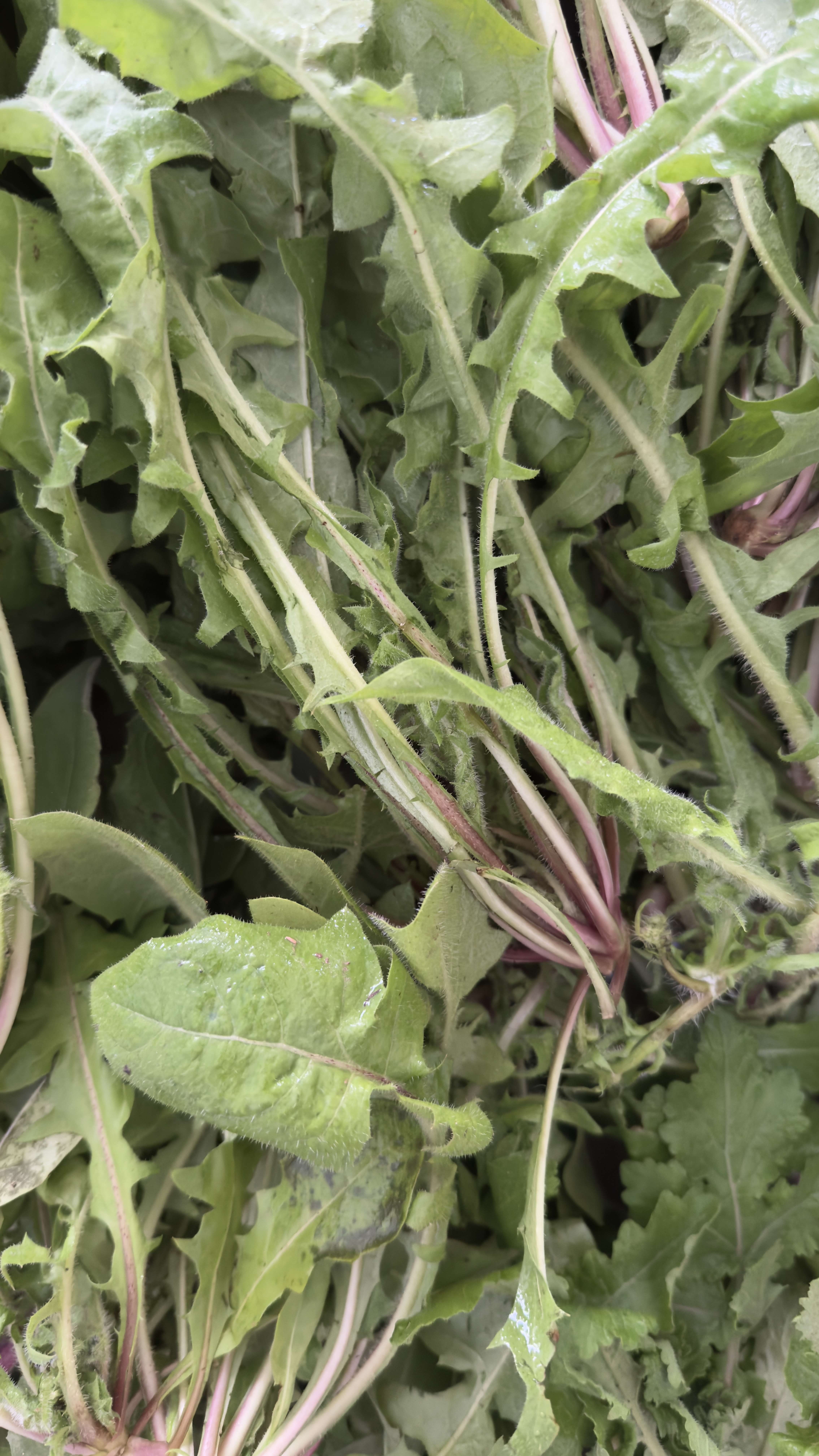 Les herbes sauvages de Crète : tout ce que j'ai appris cet été pour mon livre 8 Radikia fraîchement cueillis, racines roses - horta de Crète