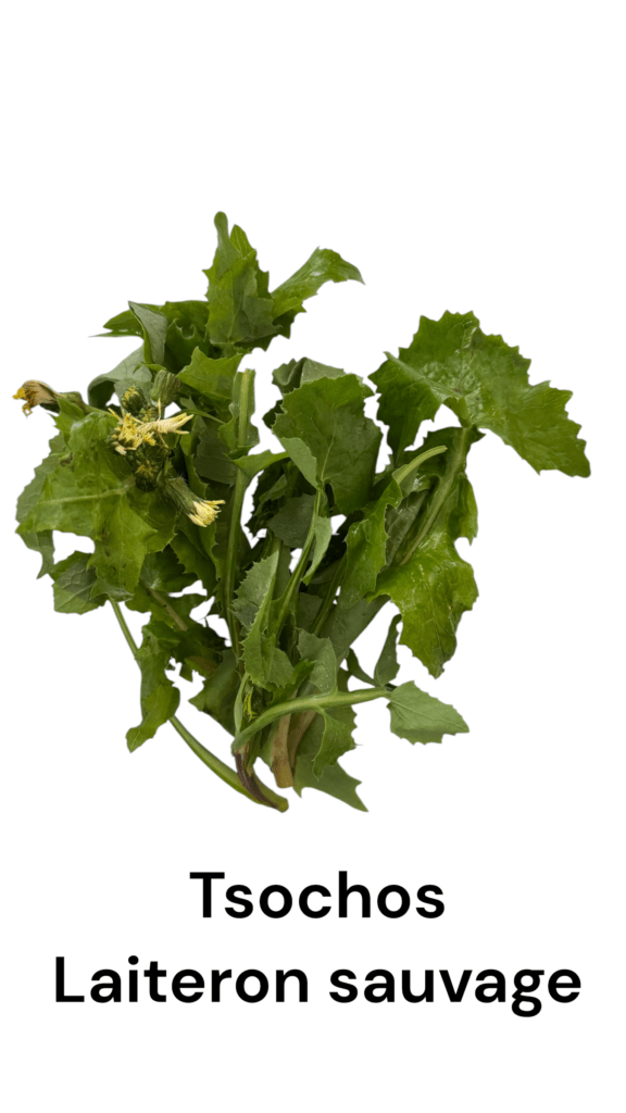 Les herbes sauvages de Crète : tout ce que j'ai appris cet été pour mon livre 6 Tsochos - laiteron sauvage de Crète