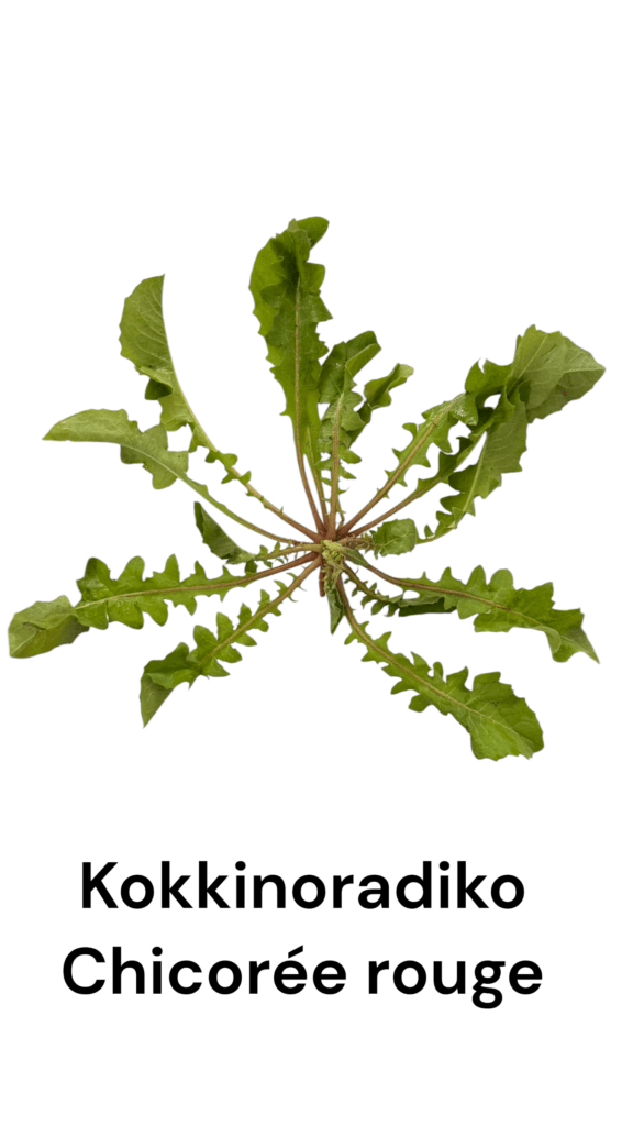 Les herbes sauvages de Crète : tout ce que j'ai appris cet été pour mon livre 7 Kokkinoradiko - chicorée rouge de Crète