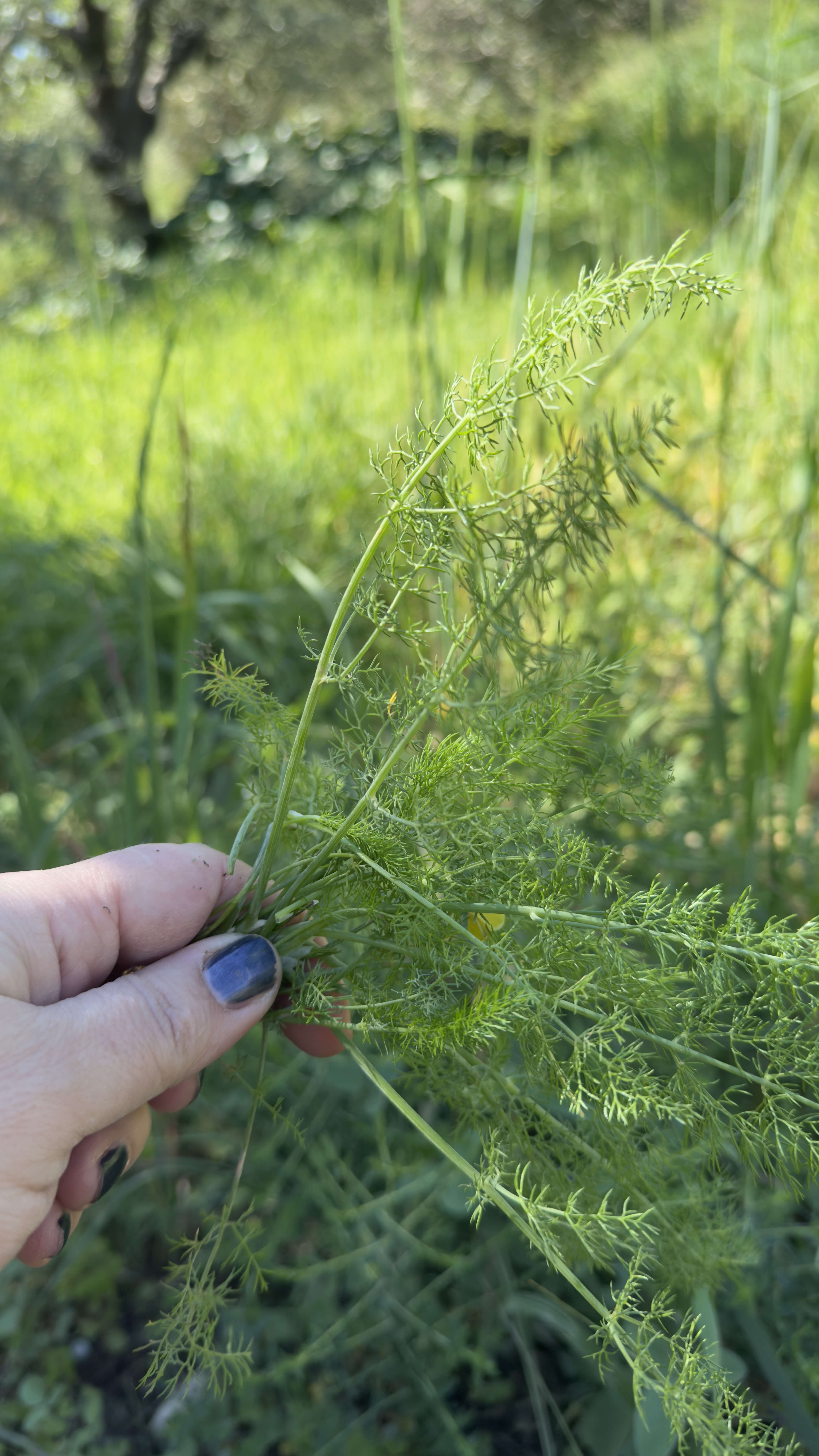 Les herbes sauvages de Crète : tout ce que j'ai appris cet été pour mon livre 1 Fenouil sauvage (maratho) cueilli à la main en Crète