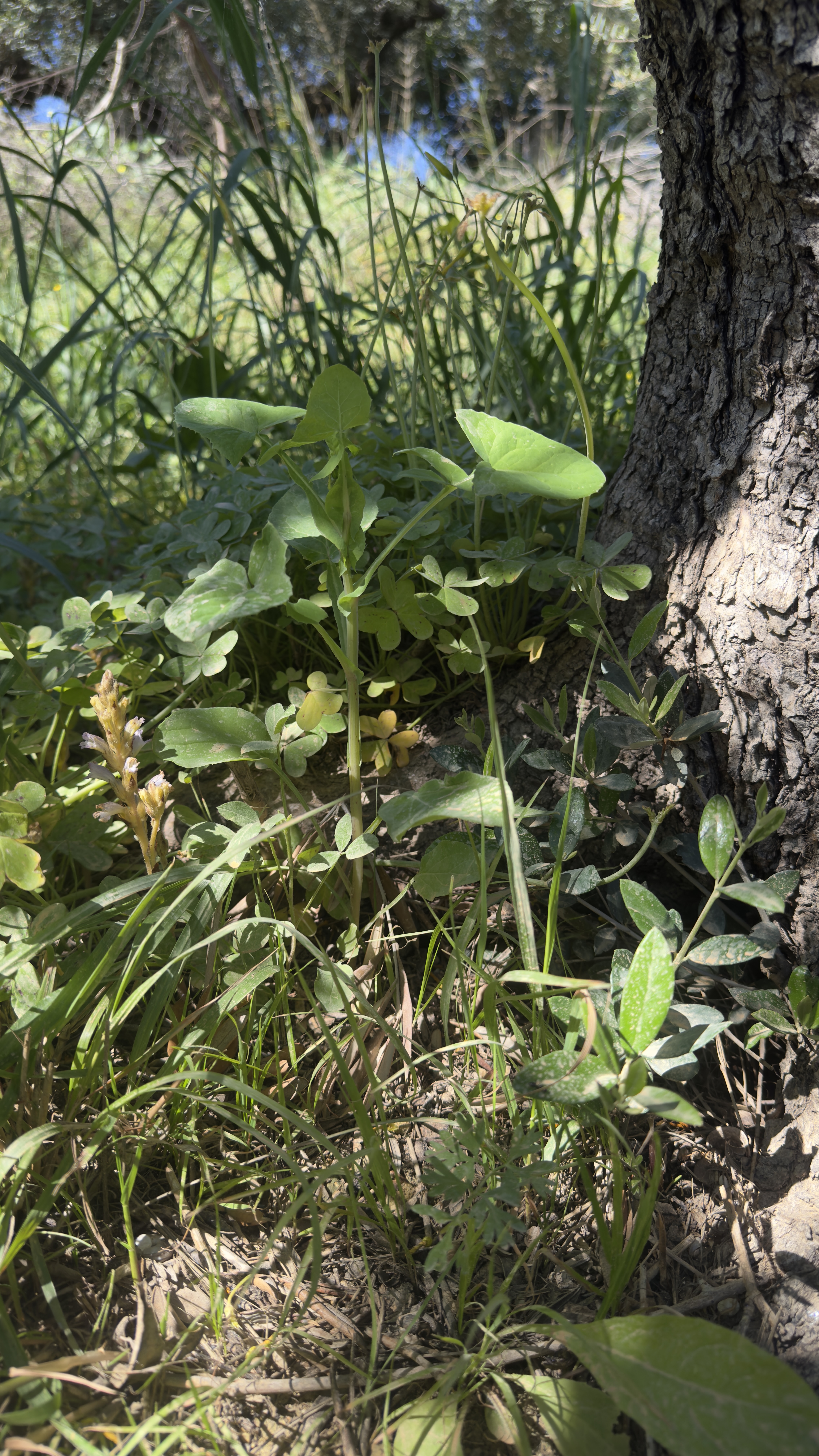 La rentrée d'une Crétoise 1 Herbes sauvages de Crète au pied d'un olivier