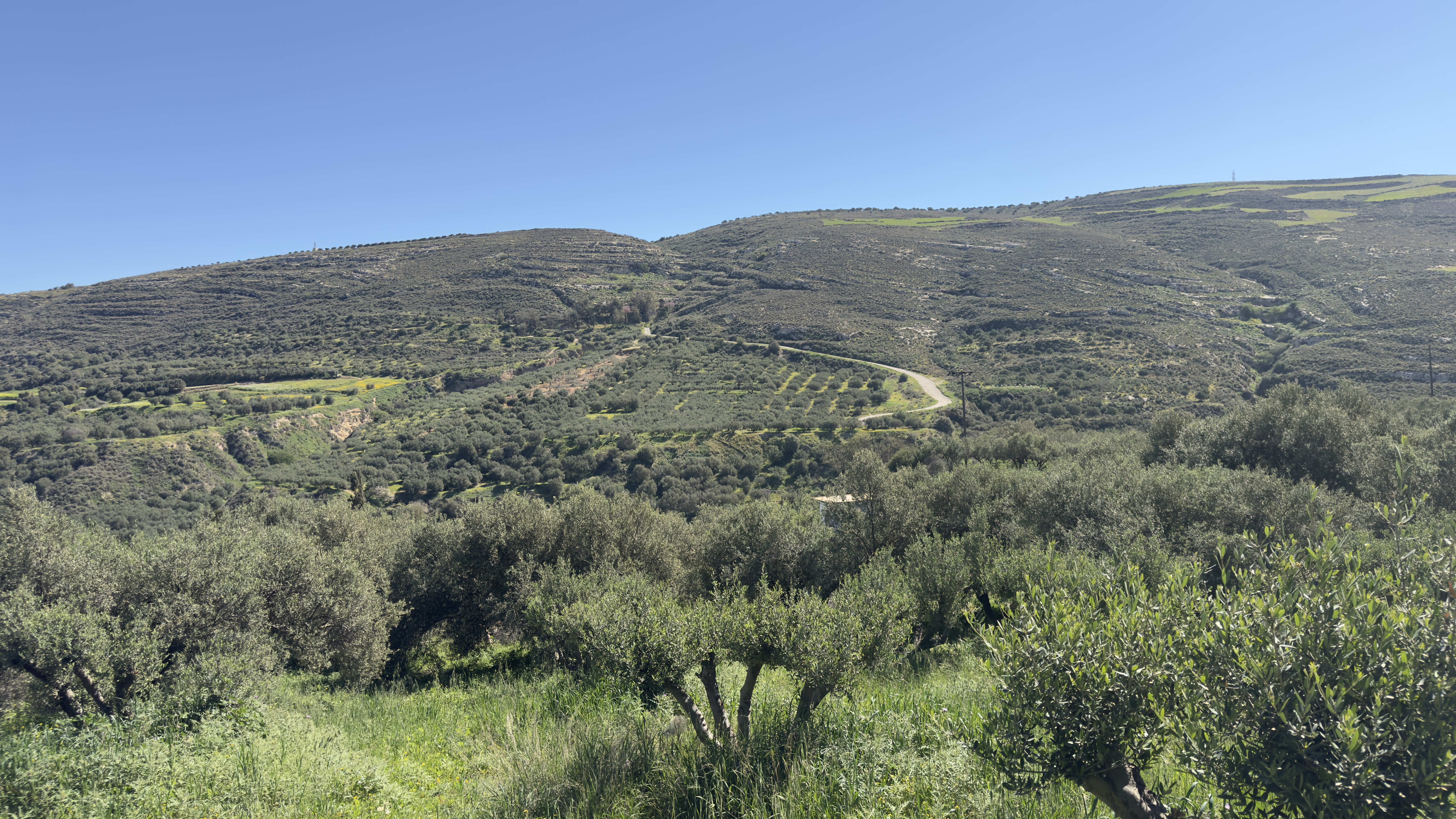 Les herbes sauvages de Crète : tout ce que j'ai appris cet été pour mon livre 4 Collines et oliveraies de Crète, terres de cueillette des horta