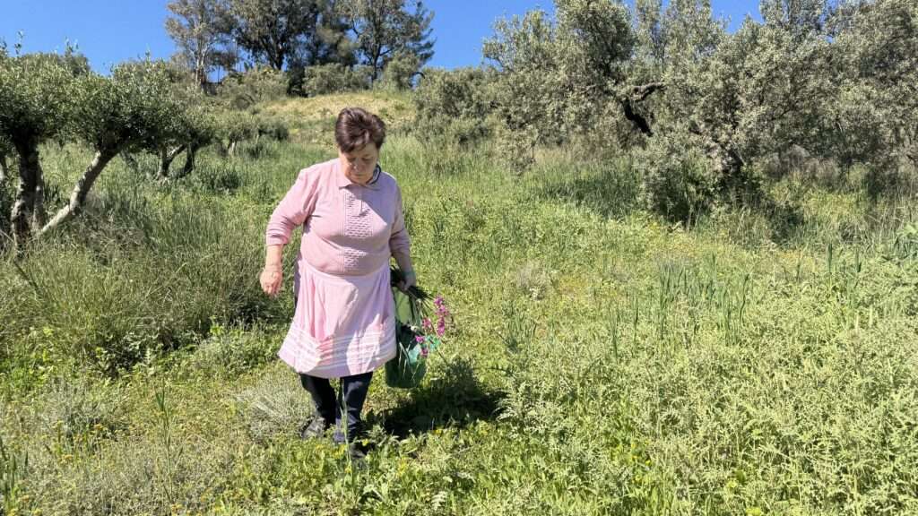 Les herbes sauvages de Crète : tout ce que j'ai appris cet été pour mon livre 2 Cueillette des horta sous les oliviers en Crète