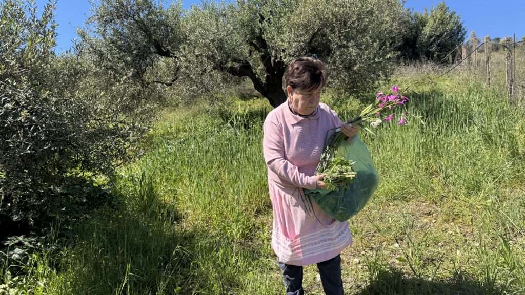 Les herbes sauvages de Crète : tout ce que j'ai appris cet été pour mon livre 3 Le retour de cueillette dans l'oliveraie familiale en Crète