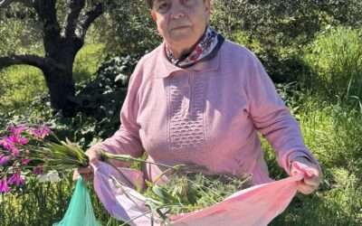 Palamida « bonite » ou thon mariné avec vinaigre et romarin façon savore « savoro » 1 Les herbes sauvages de Crète : tout ce que j’ai appris cet été pour mon livre