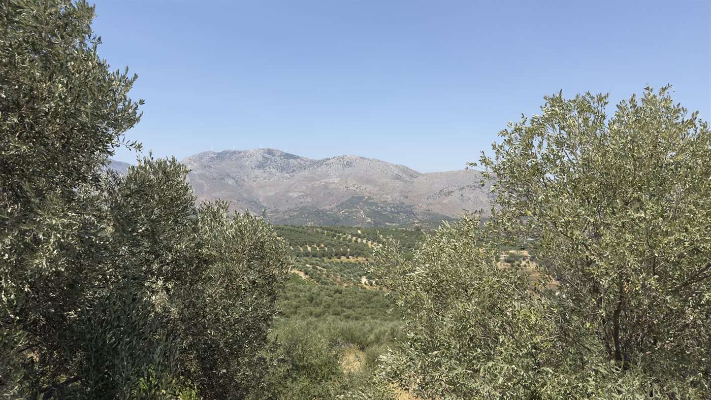 Les coulisses de mon été crétois 1 Oliveraie et montagnes de Crète en été