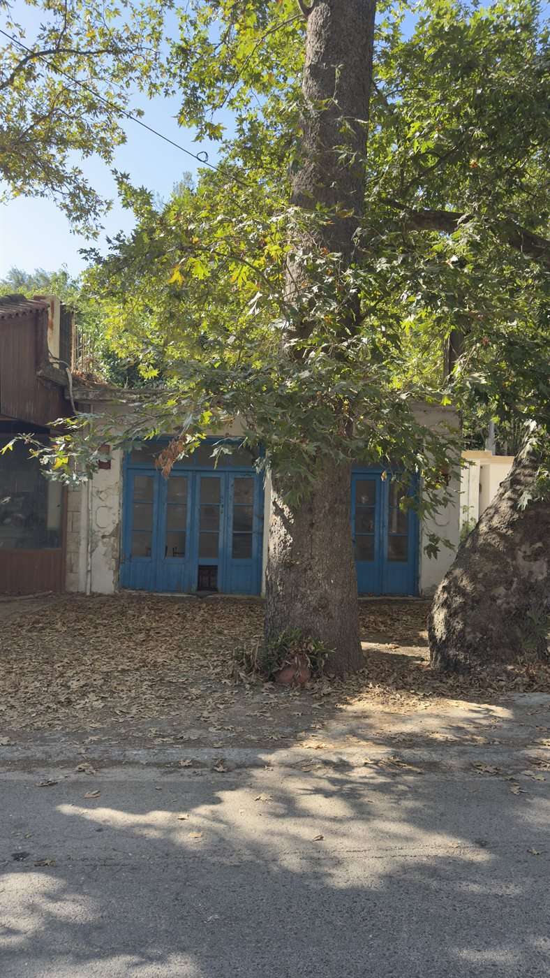 Les coulisses de mon été crétois 3 Village crétois, vieille boutique aux portes bleues sous un grand platane