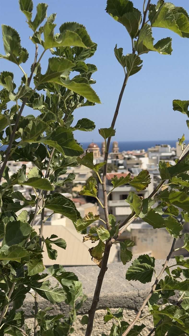 Les coulisses de mon été crétois 5 Vue sur une ville crétoise et la mer entre les feuilles