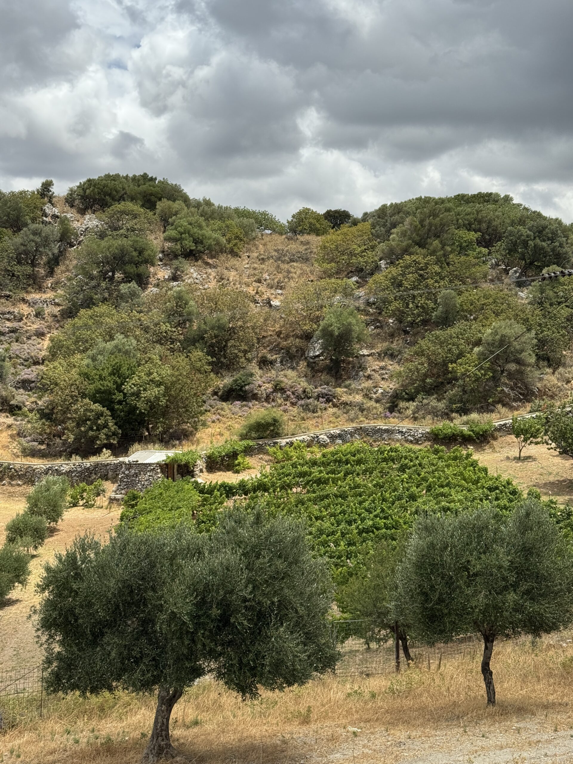 Paysage crétois avec oliviers, vigne et cabane de pierre dans les collines