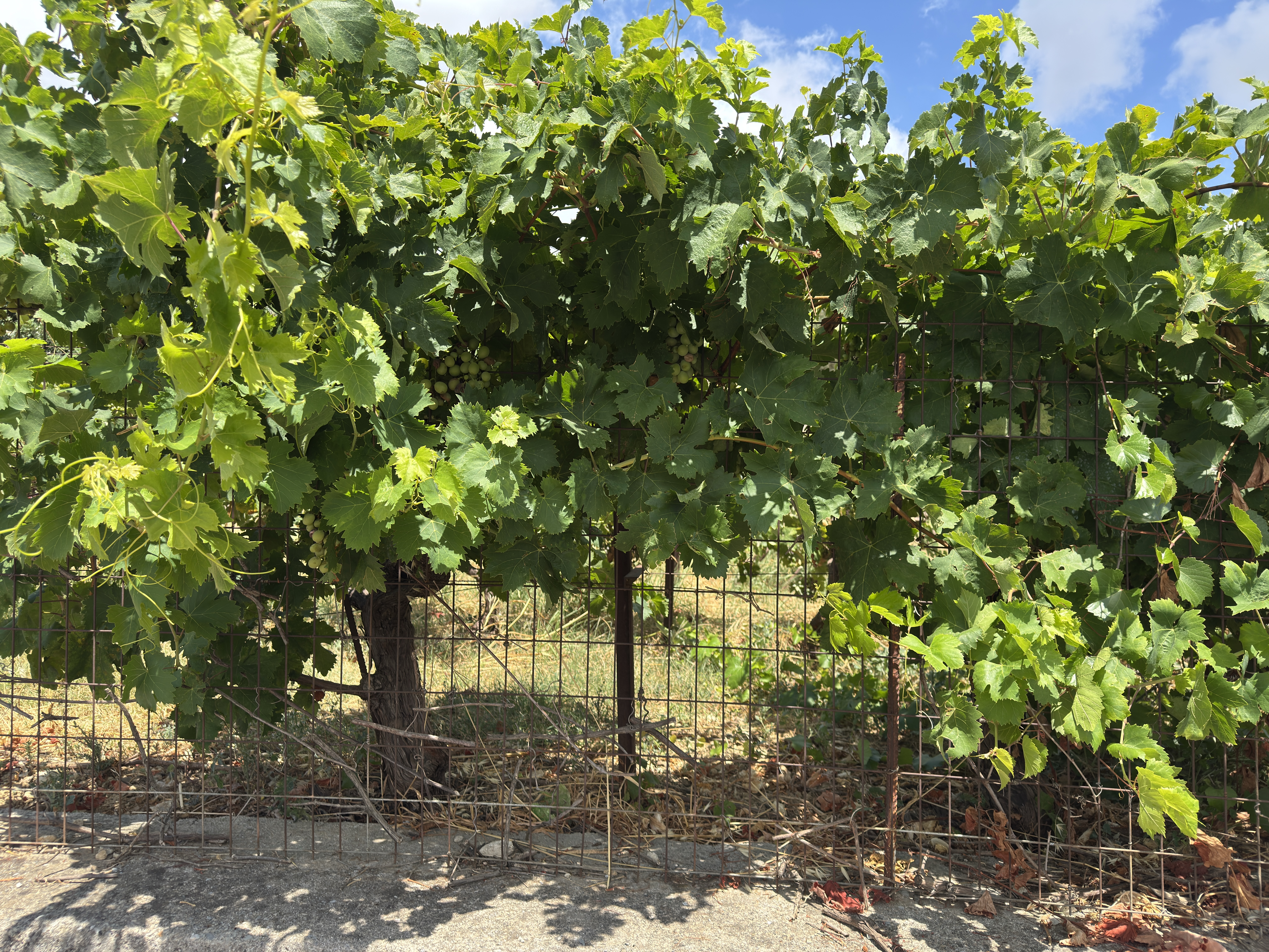 Une vigne crétoise au soleil, chargée de grappes de raisin