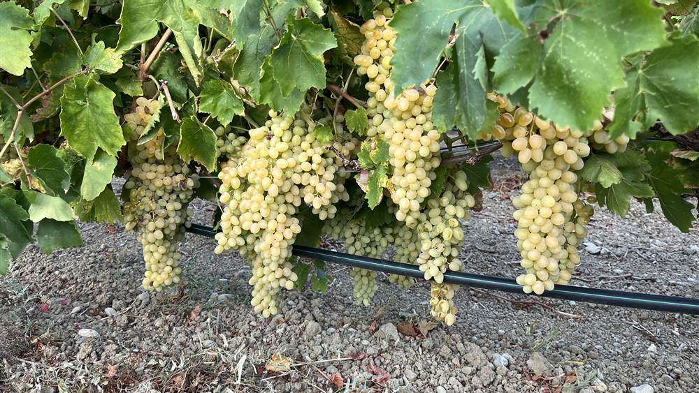 Grappes de sultanine sur le cep