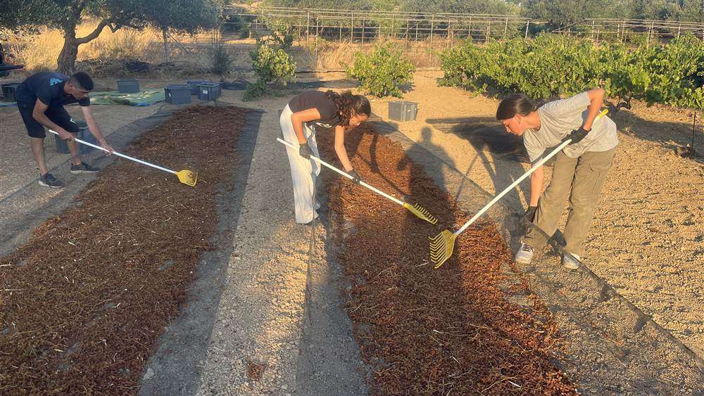 On retourne le raisin au rateau sur l aire de sechage