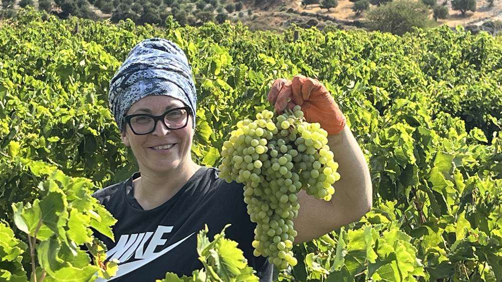 Une grappe de sultanine a peine coupee, dans la vigne du domaine Agrimanakis