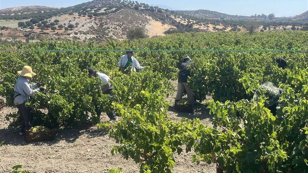 Vendanges a la main dans les vignes de Tefeli