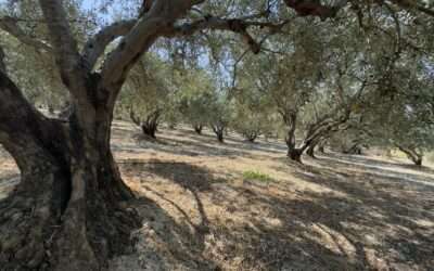 L’huile d’olive de Crète : appellations, variétés, et quelle huile choisir
