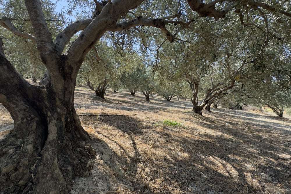 Un olivier centenaire de Crete dans la lumiere de fin de journee