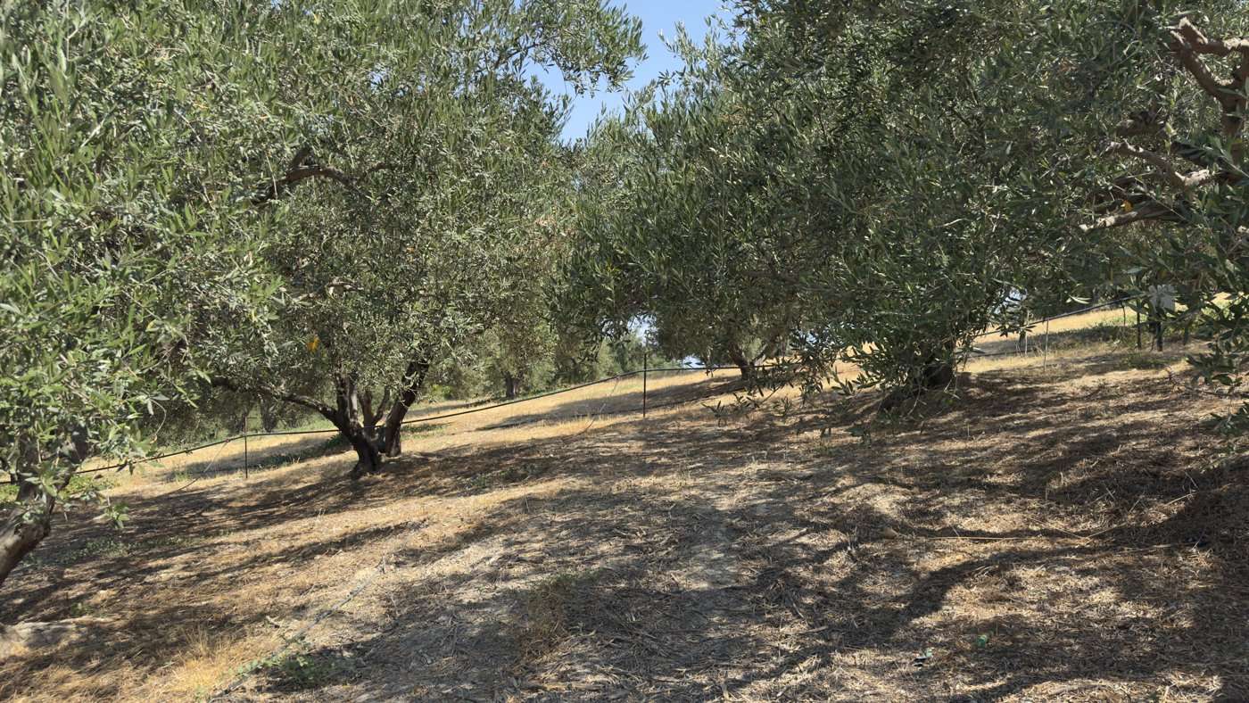 Une oliveraie en Crète en été, la terre sèche entre les vieux oliviers