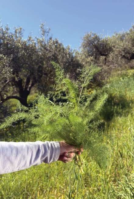 Grèce vegan, mon livre : la visite en avant-première, trois jours avant sa sortie 14 Le fenouil sauvage cueilli entre les oliviers, photo du livre Grèce vegan