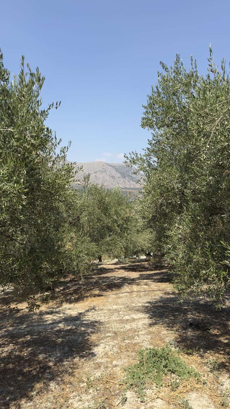 Grèce vegan, mon livre : la visite en avant-première, trois jours avant sa sortie 16 Une oliveraie en Crète, l'été 2026, pendant les photos du livre Grèce vegan