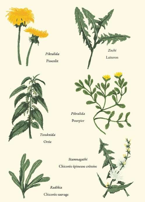 Grèce vegan, mon livre : la visite en avant-première, trois jours avant sa sortie 13 Une planche illustrée des herbes sauvages de Crète, les horta, dans le livre Grèce vegan