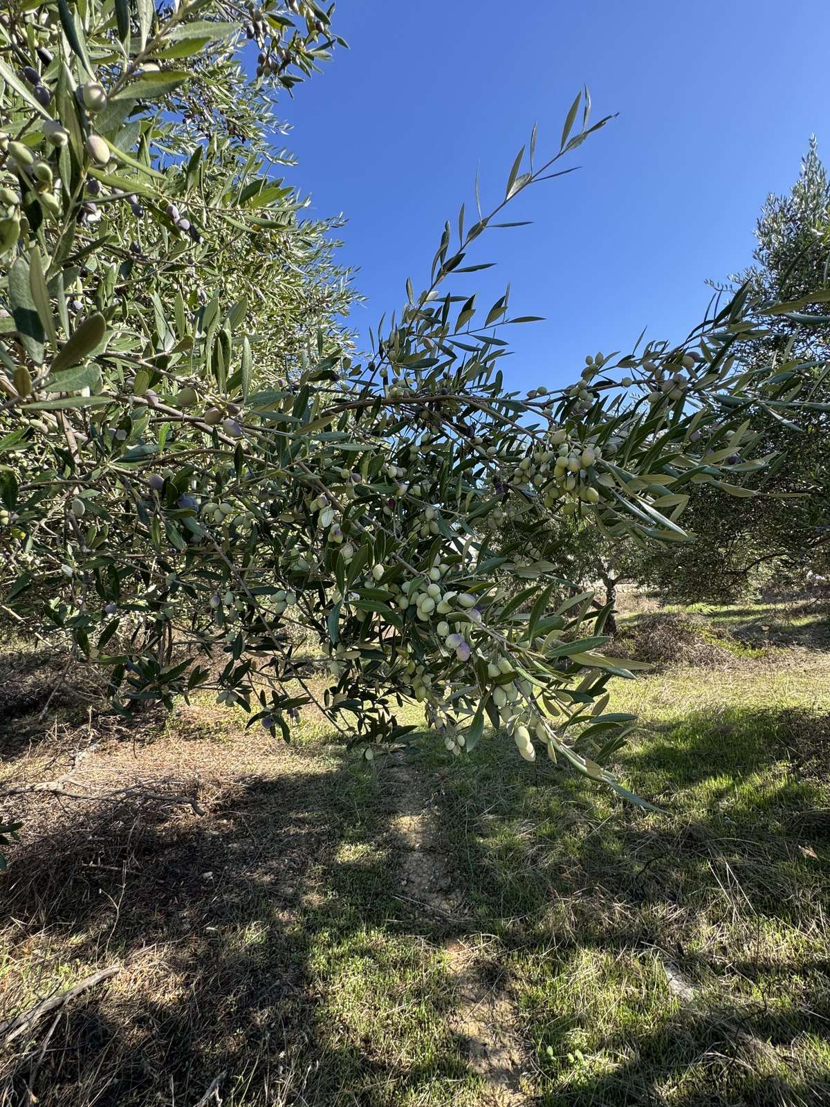 L'huile d'olive en cosmétique : ce que font les Crétoises depuis toujours